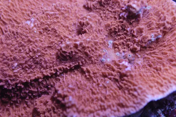 Orange Scrolling Montipora, Montipora spp.