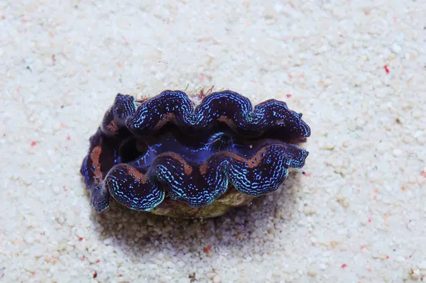Crocea Clam - Tridacna crocea
