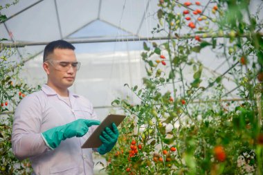 Asya tarımı dijital tablet kullanır ve küçük seralarda domateslerin kalitesini ve büyümesini izler.