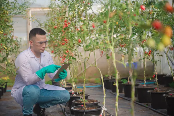 Asya tarımı dijital tablet kullanır ve küçük seralarda domateslerin kalitesini ve büyümesini izler.
