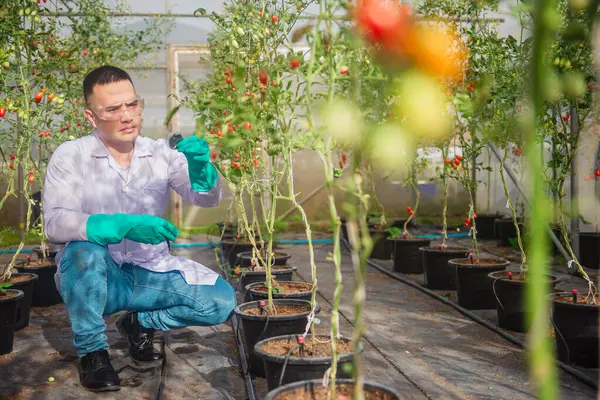 Erkek bir tarım bilimcisi bir serada bitki yetiştirmek için kullanılan toprağın kalitesini kontrol ediyor..