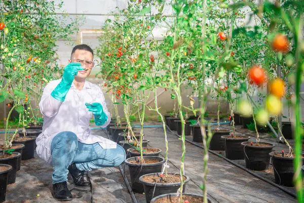 Erkek bir tarım bilimcisi bir serada bitki yetiştirmek için kullanılan toprağın kalitesini kontrol ediyor..