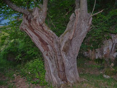 Tatlı kestane (Castanea sativa) kahverengi ağaç kabuğu makro kaplama doku arka planı bazen İspanyol kestanesi olarak da bilinir.