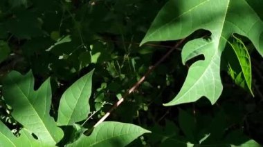 Yeşil ve taze papaya yaprakları rüzgarda savruluyor. Ağaç gölgeli doğal bir arka plan. 4k