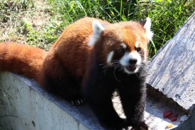 Hayvan Hayvanat Bahçesi Saint-Flicien Quebec Kanada