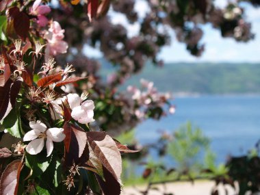 Japonya 'da kiraz çiçekleri, Tokyo