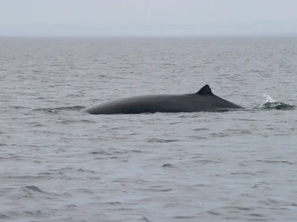 Kambur balina kuyruğu, Alaska