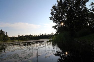 Doğal Boreal Alma Quebec Kanada