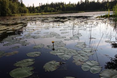 Doğal Boreal Alma Quebec Kanada