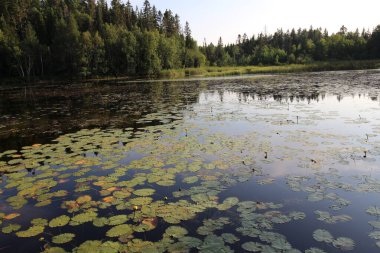 Doğal Boreal Alma Quebec Kanada