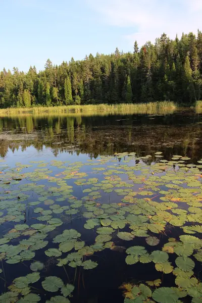 Doğal Boreal Alma Quebec Kanada