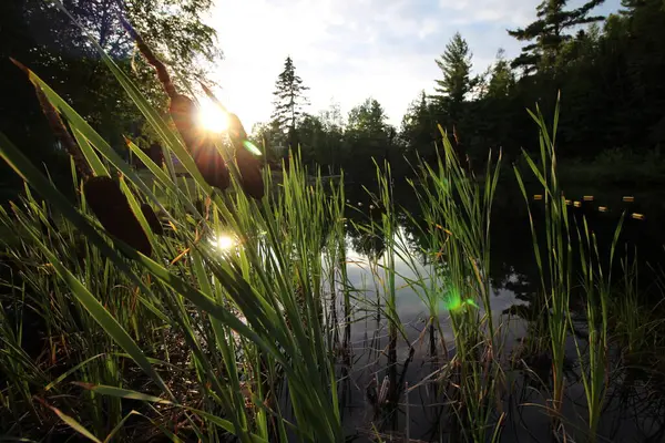 Doğa Boreal Alma Quebec Kanada