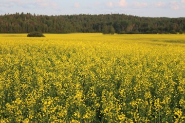 Sarı çiçekler tarlada
