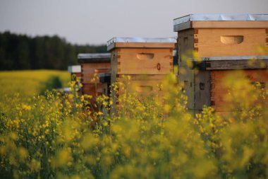 Kanepe de soleil ana ABD