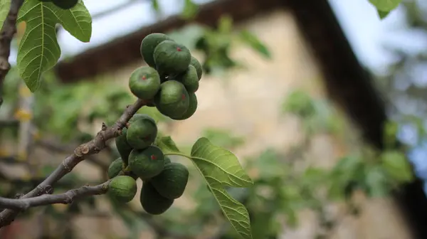 Ağaç dalında yeşil zeytin