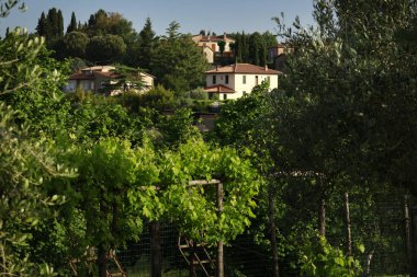 İtalya 'da yeşil ağaçlarla çevrili güzel bir zeytin ağacı manzarası.