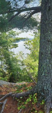 Quebec 'teki Göl Ormanı