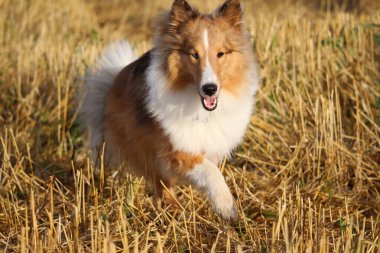 Sınır çoban köpeği çimenlerde koşuyor