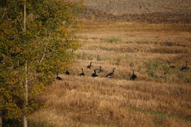Ormanda bir ördek sürüsü