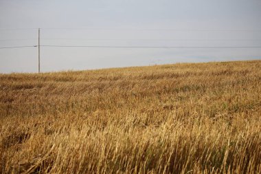 Kırsalda kamışlı bir tarla