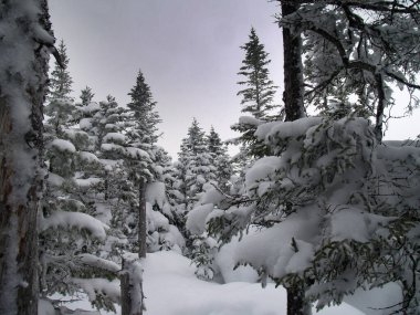 arbres enneiges saguenay quebec