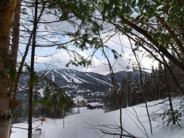 arbres enneiges saguenay quebec