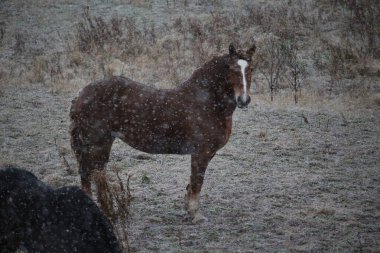 Kışın karda kahverengi bir at.