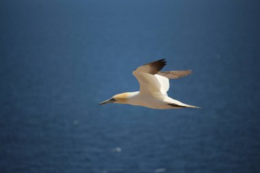  fous de bassan l'ile Bonaventure, en Gaspsie, quebec seagull flying against the sky