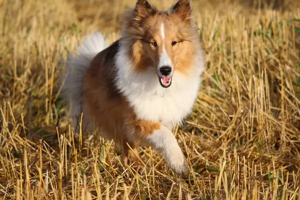 Sınır çoban köpeği çimenlerde koşuyor