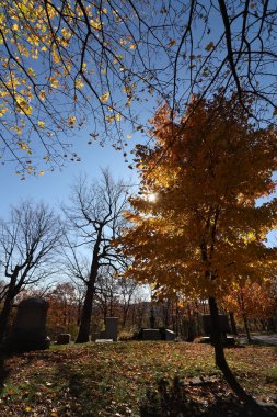 Güzel bir sonbahar parkının dikey çekimi.