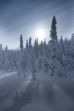 Karla kaplı köknar ağaçları olan kış manzarası saguenay mont-valin quebec Kanada