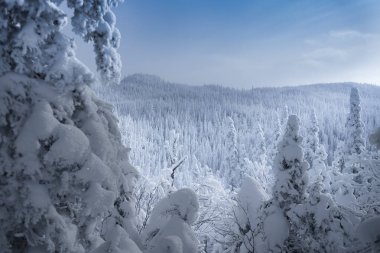 Karla kaplı köknar ağaçları olan kış manzarası saguenay mont-valin quebec Kanada