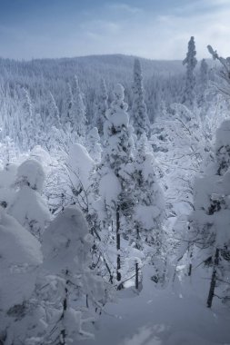 Saguenay Mont-Valin, Kanada 'da güzel bir kış ormanı.