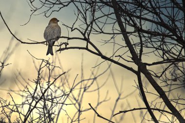 Büyük gri baykuş bir ağacın dalında