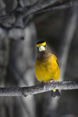 Gezinen bir kuşa yaklaş