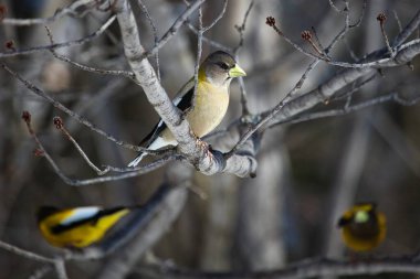Ağaç dalında gezinen bir kuş.