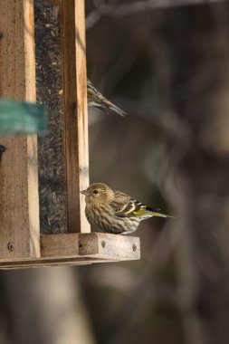 Bahçedeki kuş çam derisi