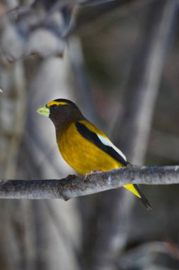 Ormanda gezinen bir kuş.