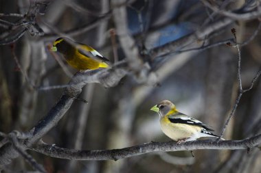Bir dalda gezinen iğrenç gaga kuşu.