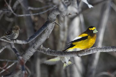 Bir dalda gezinen iğrenç gaga kuşu.