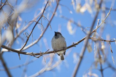 Ormandaki ağaçta serçe.