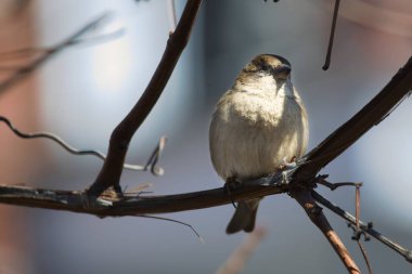 Ormandaki ağaçta serçe.
