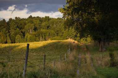 Yazın bir kır manzarası