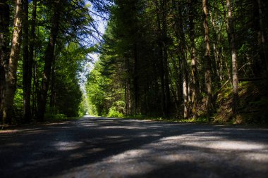 Ormandaki yeşil ağaçların arasından yol