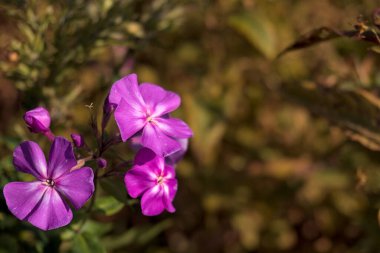 menekşe çiçeği vinka minör bulanık arkaplan, yakın plan