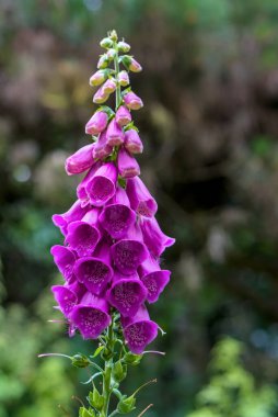 Yumuşak odaklı yeşil arka planı olan canlı mor yüksükotu (Digitalis), doğal bir bahçe ortamında bitkilerin karmaşık benekli boğazlarını ve çan şeklinde çiçeklerini gösteren yakın plan bir görüntüdür. Bahçecilik ve botanik temalar için ideal.