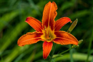 Canlı bir turuncu kaplan zambağı, yumuşak odaklı yeşil yapraklı arka planda, yukarıdan çekilmiş..