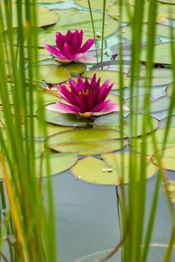Pembe nilüferler ve uzun kamışlar durgun, güneşli gölette duruyorlar..