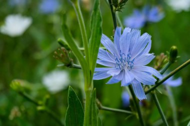 Canlı bir mavi hindiba çiçeği yemyeşil yaprakların arasında açar..
