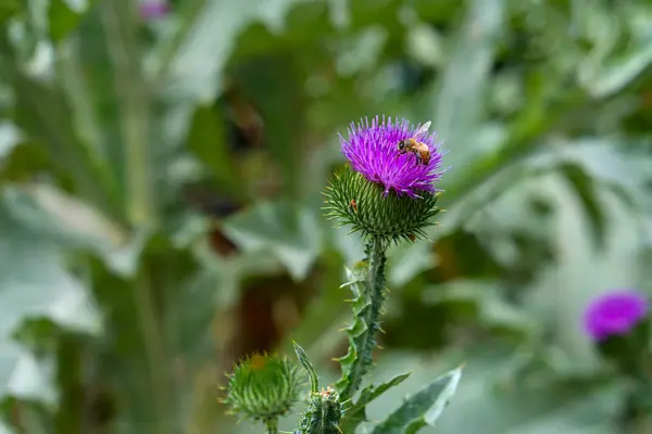 stock image A bee engages in the delicate dance of pollination on a striking purple thistle, set against a lush green backdrop.